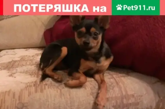 Пропала собака в Вычегодском, той-терьер.