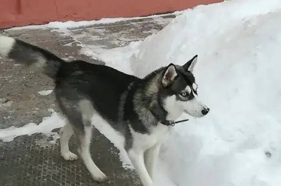 Найдена собака в Нижневартовске: хаски Адель.