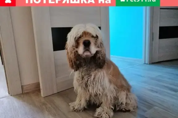 Найдена собака на ул. Островского, 50