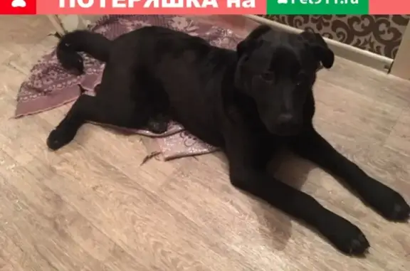 Найден черный пес (Пионерский, Екатеринбург)
