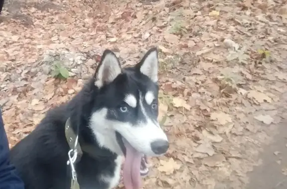 Пропала собака Ника в Калининградской области
