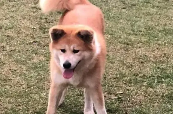 Пропала собака в Ишимбае, вознаграждение!