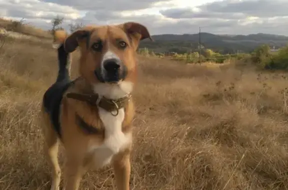 Собаки потеряшки, посёлок городского типа Почтовое, фото: Потеряшка собака в пгт Почтовое, похожа на немецкую овчарку с белой грудью и 