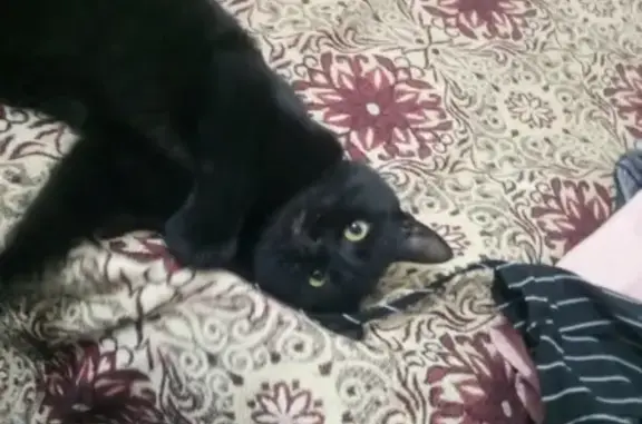 Кошки потеряшки, Чалтырь, фото: Потеряшка черная кошка с зеленым ошейником в Чалтыре, Ростовская область