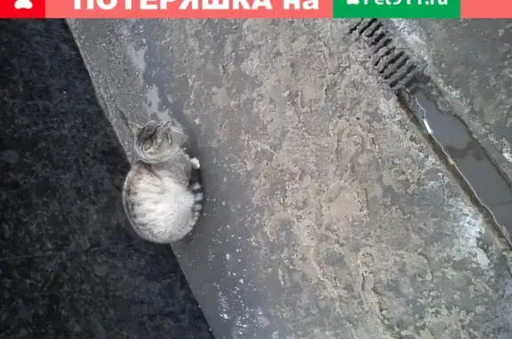 Найдена породистая кошка на ул. Ивана Франко, 8