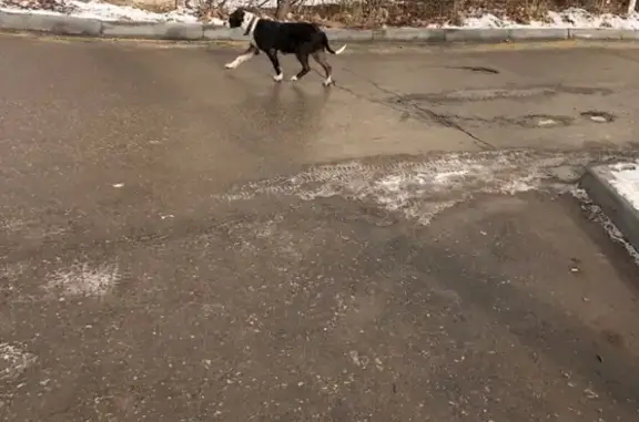 Собака потерялась в Кировском р-оне, помогите найти!
