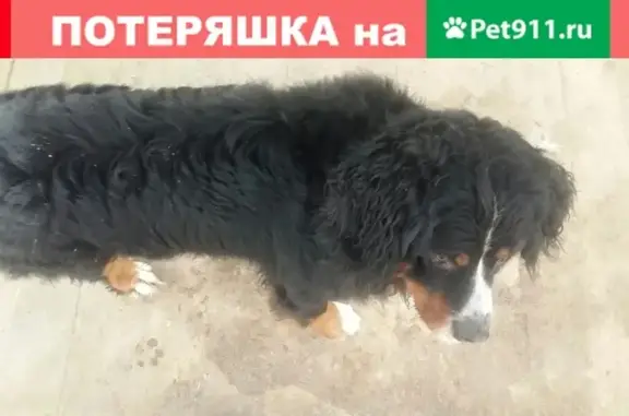 Найдена собака в Химках, улица Микояна