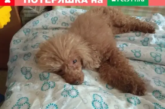 Найдена собака Потеряшка в Тольятти