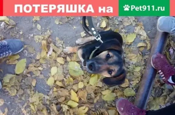 Собаки потеряшки, Астрахань, фото: Потеряшка собака Нана в районе школы #39, метис, знает команды, вознаграждение
