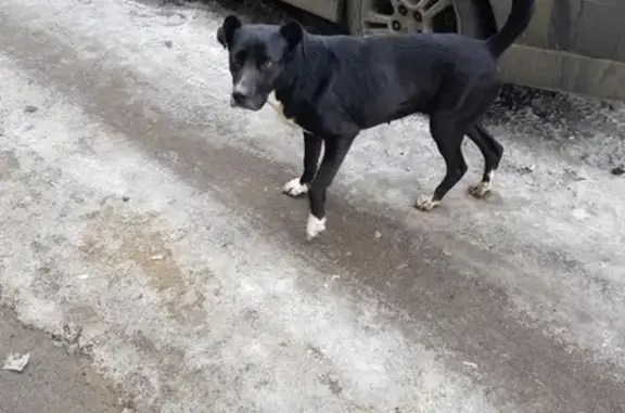 Найдена собака в районе черемушек, Ростовская область