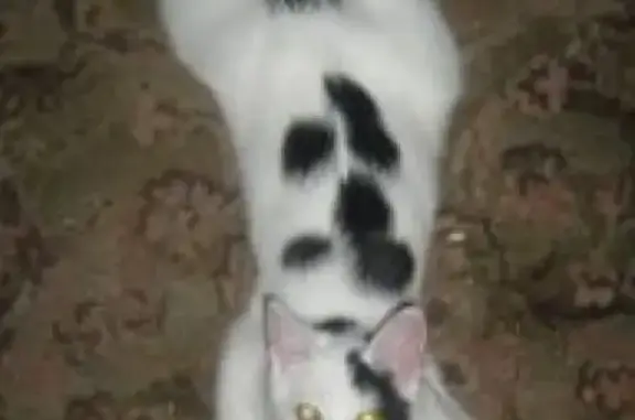 Кошки потеряшки, Санкт-Петербург, фото: Потеряшка котик в Купчино на Будапештской 91/1