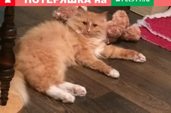 Найдена кошка Маркус в Чите, ищет дом