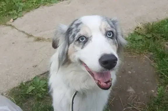 Пропала собака Скиппи в г. Апрелевка, Московская область