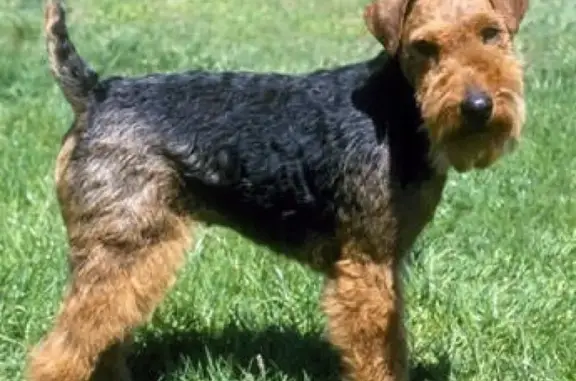 Собаки потеряшки, Просторный, фото: Потеряшка собака в Просторном, зовут Ральф