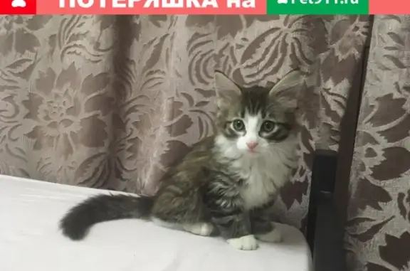 Найден котенок на ул. Транзитная, 34 https://vk.com/nicksharenda