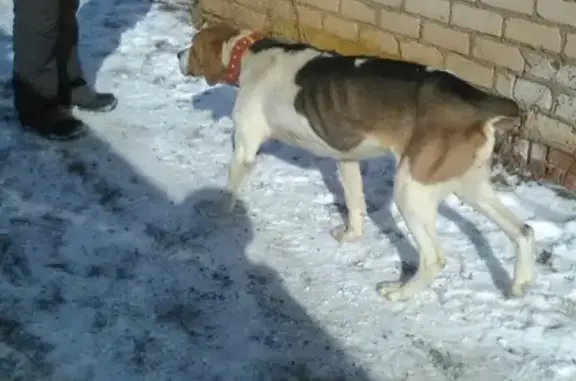 Пропала собака Флейта в Федоровском и Стерлитамакском районах, Башкортостан