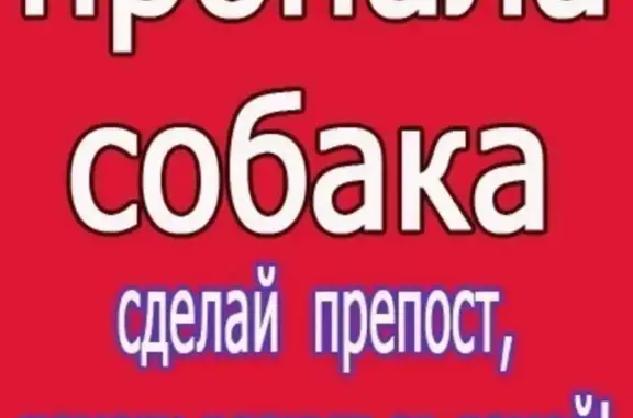 Пропала собака Гуро в Красноярске