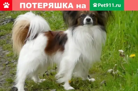 Пропала собака в п. Бобровский, Свердловская обл.