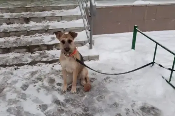 Найдена собака в Подольске!