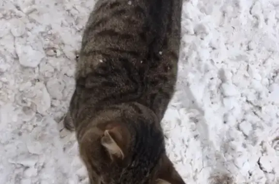 Найдена кошка в Новом Городе на Лен Кома