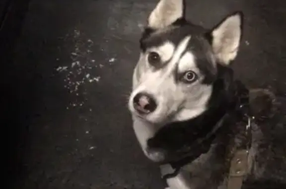 Пропала собака породы сибирская Хаски на улице Строительной, Норильск