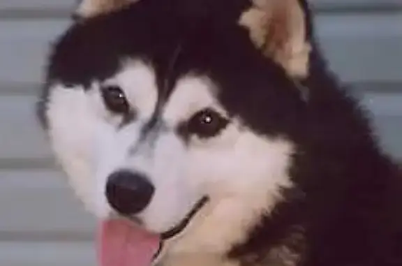 Найдена собака, Нижний Новгород, фото: Найдена собака в поле, д. Бурцево, Богородский район