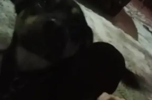 Найдена собака в Чебоксарах с ошейником