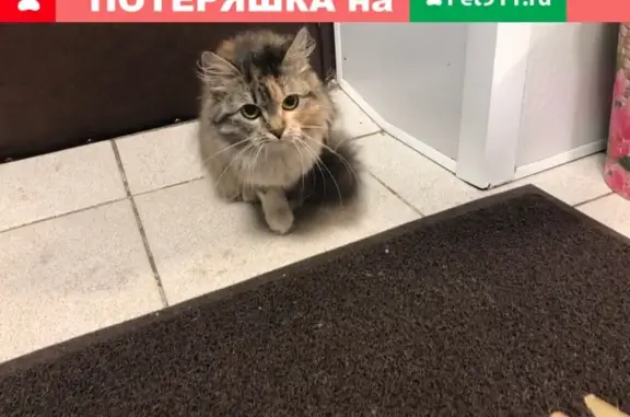 Найдена кошка с ошейником в Нелидово, Тверская обл.