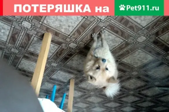 Найдена собака в Кисловодске