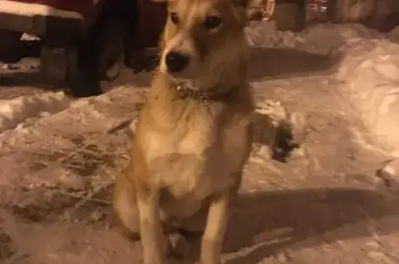 Найдена собака на ул. Богдана-Хмельницкого 147, ищем хозяев или приют
