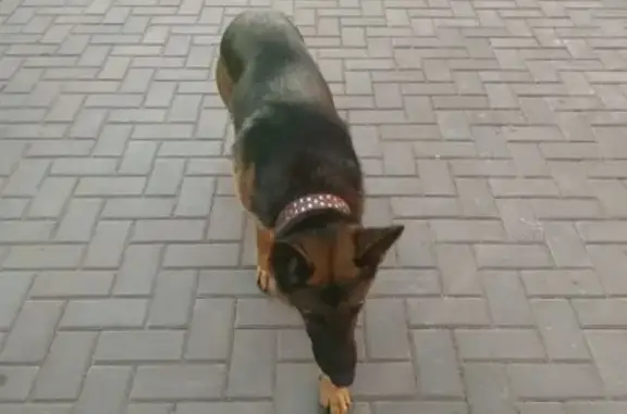 Пропала собака Рэкси на ул.Чапаева-116, Балаково