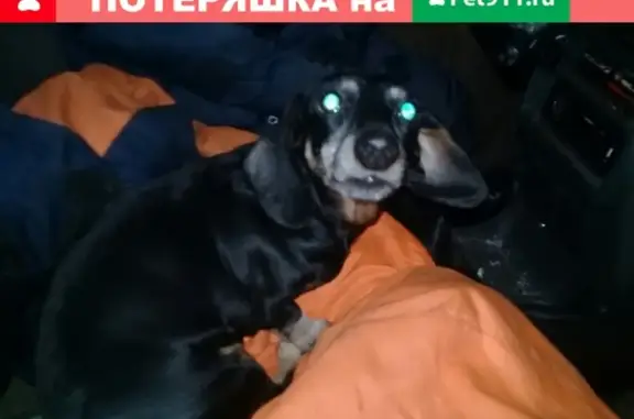 Найдена кроличья такса на Поселковой ул в СПб