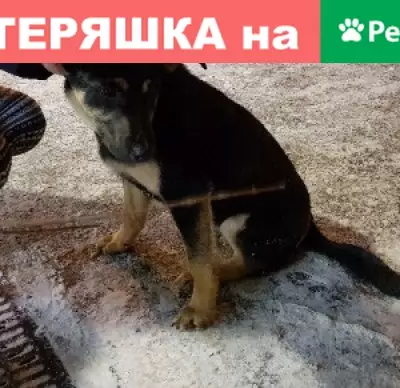Найден щенок на Хотьковском проезде