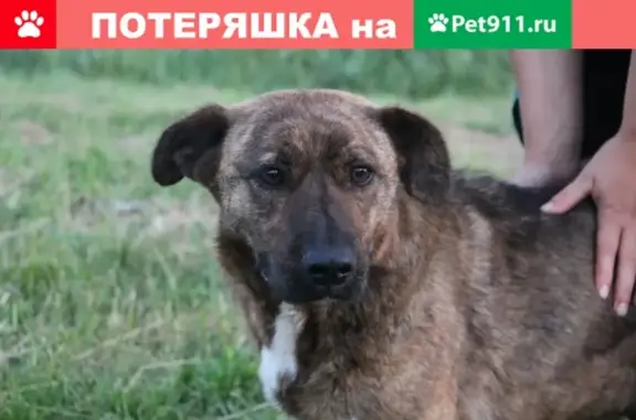 Найдена собака в Торжоке, ищет хозяина