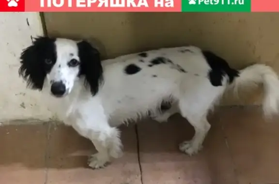 Пропала собака Ричи в Сосногорске, Республика Коми