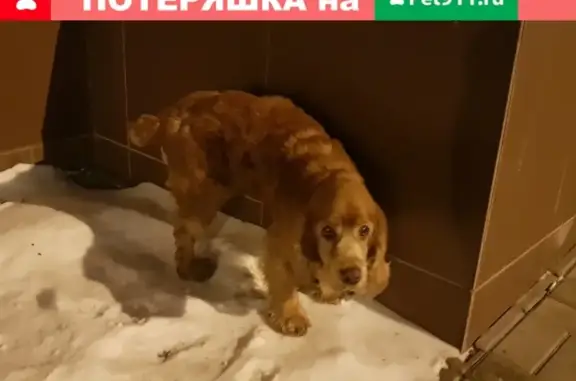Потерянный пес в ЖК Красная Поляна, Верхние Печеры