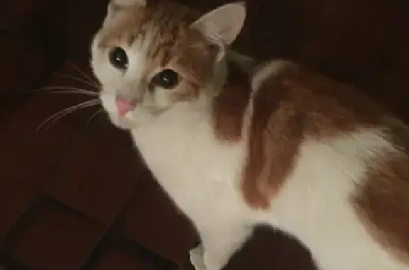 Кошки потеряшки, Санкт-Петербург, фото: Потеряшка кошка 