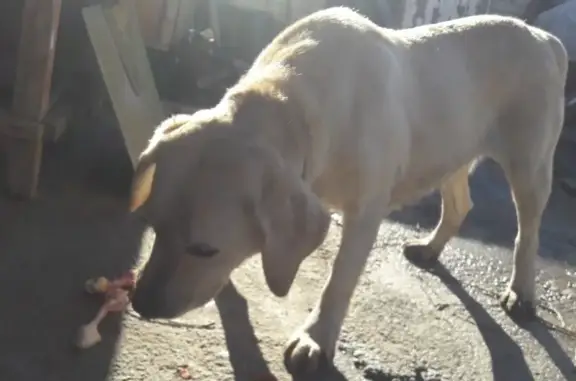 Найдена собака Потеряшка в Ташле, Ставрополь