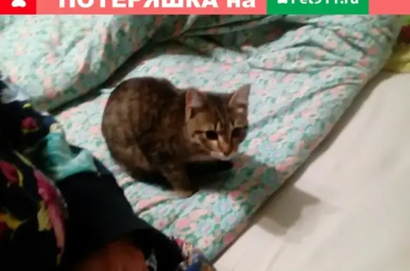 Объявления о пропавших и найденных животных, Мураши, фото: Найден котенок в районе ДК, нужны хозяева (Кировская обл., Мураши)