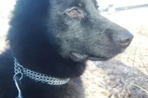 Пропала собака Кира в Рыбинске, Ярославская обл.