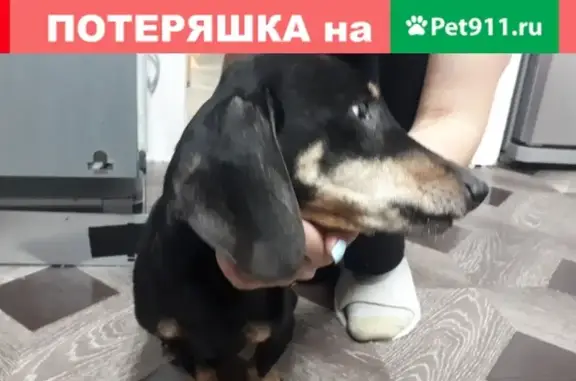 Найдена собака на З.Космодемьянской 2 в Мурманске