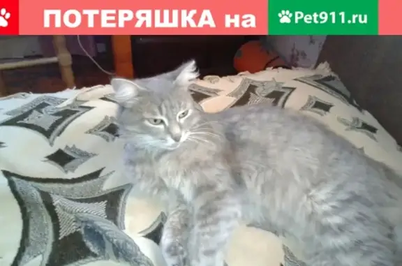 Потерянные животные Ижевск, фото: Пропала кошка на улице Степана Разина, Ижевск [id75581825]