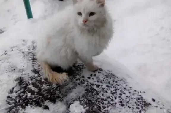 Найден белый котик с рыжим хвостом на ул. Пушкарёва, ищем хозяев.