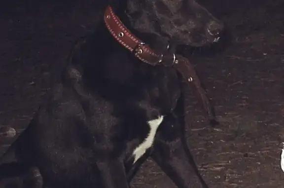 Пропала собака Грей в Йошкар-Оле