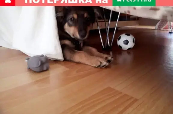 Найдена милая собака в Оренбурге