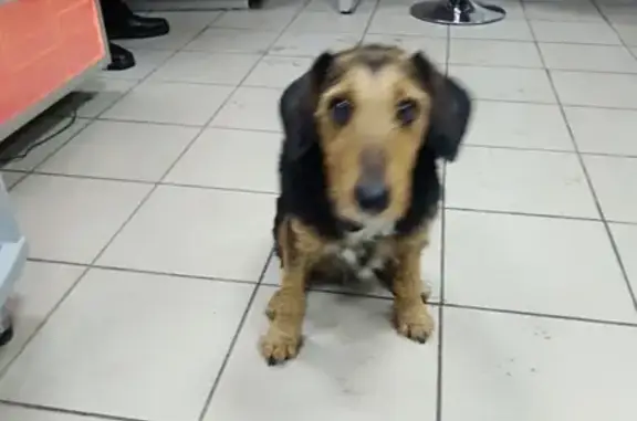 Найдена собака на Лукойл (Кирилловское шоссе)