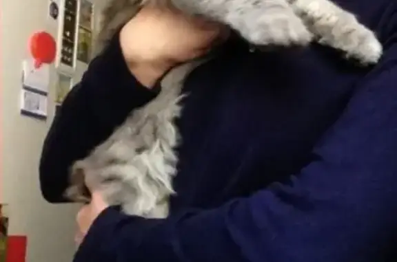 Кошки потеряшки, Симферополь (Крым), фото: Потеряшка кошка в Симферополе, район Ак-мечеть.