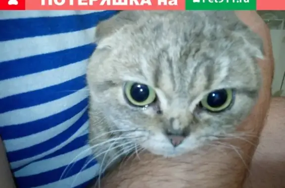 Найдена кошка в Бузулуке