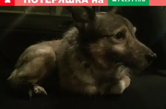 Найдена собака в Воронеже!