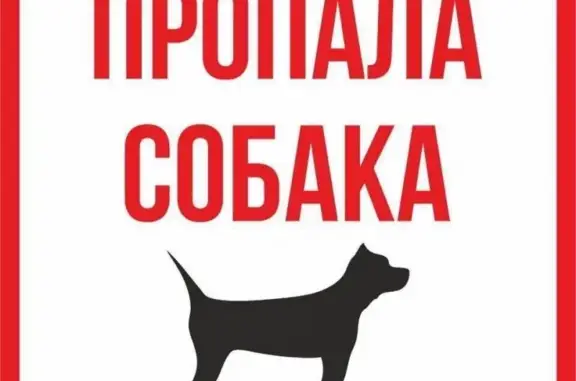 Пропала собака в Самаре #пропаласобака #братьянашименьшие